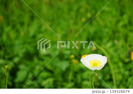 一輪の花 139326674