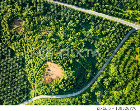 Top view forest green nature background Top view forest green nature background 139326770