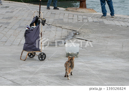 Cat walking toward bucket with fish and fishing gear on urban waterfront promenade in Istanbul near Bosphorus. Concept of curiosity, food temptation, street animal behavior, urban lifestyle Cat walking toward bucket with fish and fishing gear on urban waterfront promenade in Istanbul near Bosphorus. Concept of curiosity, food temptation, street animal behavior, urban lifestyle 139326824