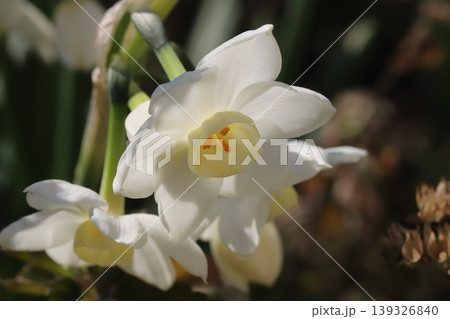 春の庭に咲く白い花びらに薄黄色の副花冠のフサザキスイセンの花 春の庭に咲く白い花びらに薄黄色の副花冠のフサザキスイセンの花 139326840