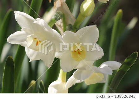 春の庭に咲く白い花びらに薄黄色の副花冠のフサザキスイセンの花 春の庭に咲く白い花びらに薄黄色の副花冠のフサザキスイセンの花 139326843