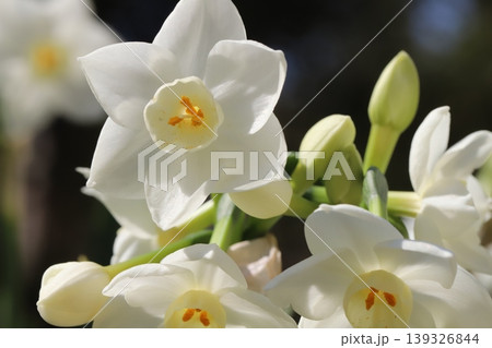 春の庭に咲く白い花びらに薄黄色の副花冠のフサザキスイセンの花 春の庭に咲く白い花びらに薄黄色の副花冠のフサザキスイセンの花 139326844