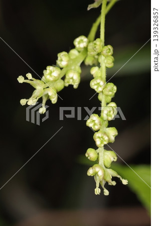 自然 植物 ヤマグワ 雄花花序です。花期は四月から五月、花序の下から開花して行くようです 自然 植物 ヤマグワ 雄花花序です。花期は四月から五月、花序の下から開花して行くようです 139326857
