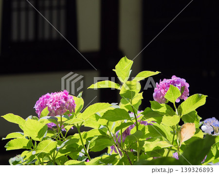 光に照らされた紫陽花と新緑 和風建築を背景にした初夏の風景(長谷寺) 光に照らされた紫陽花と新緑 和風建築を背景にした初夏の風景(長谷寺) 139326893