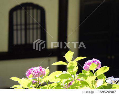 やわらかな光に包まれた紫陽花と新緑　和風建築を背景にしたナチュラルイメージ 139326907