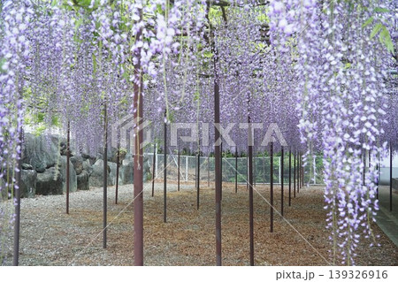 咲き誇る長泉寺の大藤 咲き誇る長泉寺の大藤 139326916