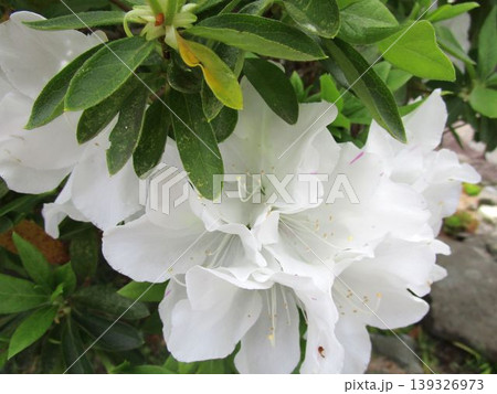 白いツツジの花のアップ 白いツツジの花のアップ 139326973