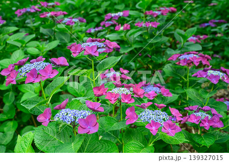 紫陽花公園として有名な神奈川県の相模原北公園 139327015