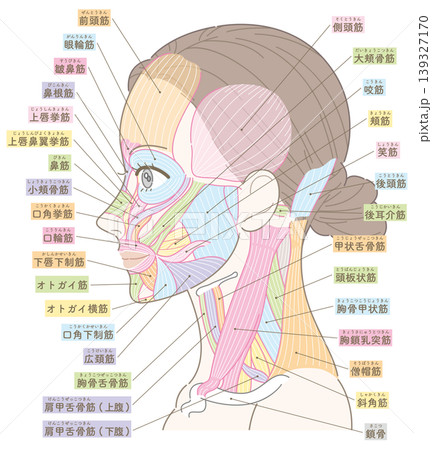 顔と首周り　側面の筋肉図（カラー付き名称あり） 139327170