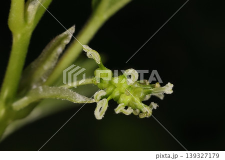 自然　植物　ヤマグワ、雌花花序です。咲き始め、花柱がうねうねと伸びているように見えます 139327179
