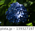 光と影に包まれた紫の紫陽花の印象的な一輪 139327197