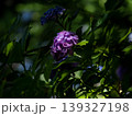 斜面に咲き並ぶ白い紫陽花と新緑の風景 139327198