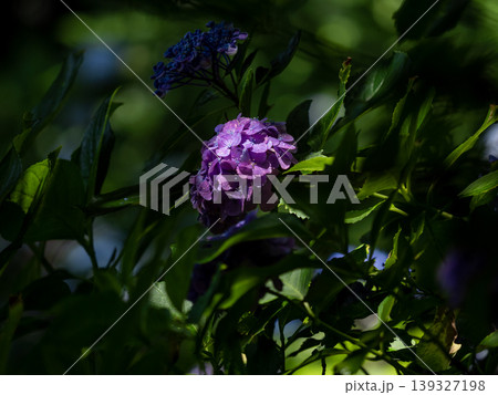 斜面に咲き並ぶ白い紫陽花と新緑の風景 斜面に咲き並ぶ白い紫陽花と新緑の風景 139327198