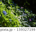 鮮やかなピンクの紫陽花と柔らかな背景ぼけ 139327199