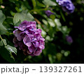 木漏れ日に浮かぶ紫の紫陽花のクローズアップと美しい背景ぼけ 139327261