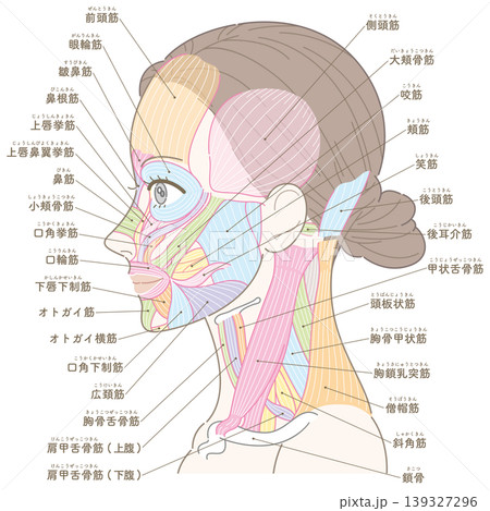 顔と首周り　側面の筋肉図（名称あり） 139327296