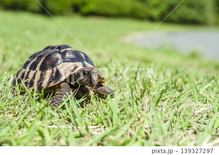 公園を散歩をする東ヘルマンリクガメ 公園を散歩をする東ヘルマンリクガメ 139327297