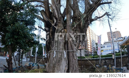 東京、磐井神社 本殿と御神木の銀杏 延喜式内社 139327614