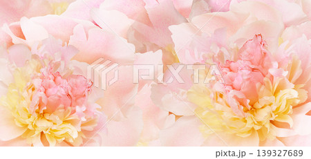 Peony flower. Floral background. Closeup. For design. Nature. Peony flower. Floral background. Closeup. For design. Nature. 139327689