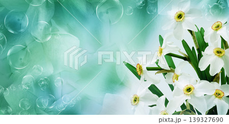 Bouquet of   white daffodil flowers. Floral spring background. Close-up. Nature. 139327690