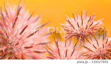 Floral  background. Purple thorny thistle flower. Closeup.  Nature. 139327693