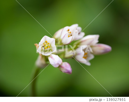畑韮の花が初夏に咲く 畑韮の花が初夏に咲く 139327931