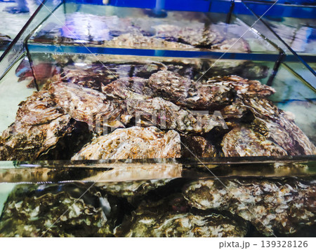 Fresh oysters in the aquarium, close-up of photo. Fresh oysters in the aquarium, close-up of photo. 139328126