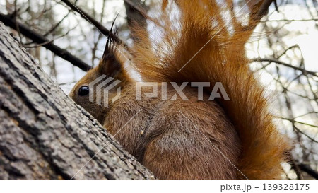 Cute brown rodent sitting at tree gnawing nut at autumn forest. Wild fluffy squirrel eating found walnut at woodland. Pretty small sciurus chewing food at parkland. Concept of wildlife Cute brown rodent sitting at tree gnawing nut at autumn forest. Wild fluffy squirrel eating found walnut at woodland. Pretty small sciurus chewing food at parkland. Concept of wildlife 139328175