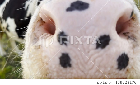 Curious cow looks into camera sniffing it with a big wet nose at green lawn. Cute friendly animal showing curiosity at countryside. Cattle on pasture. Concept of farming. Slow motion Curious cow looks into camera sniffing it with a big wet nose at green lawn. Cute friendly animal showing curiosity at countryside. Cattle on pasture. Concept of farming. Slow motion 139328176