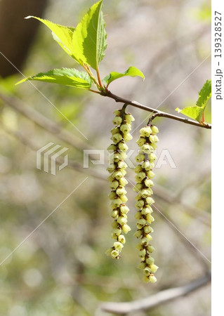 キブシ 木の花 春 キブシ 木の花 春 139328527