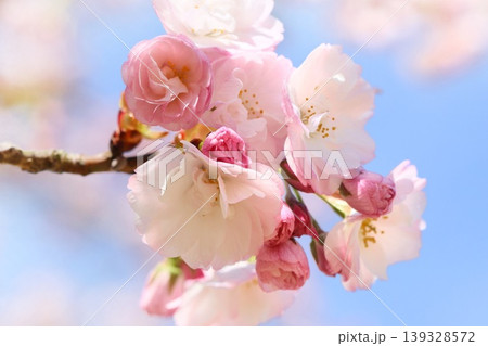 八重紅大島桜　桜の花　クローズアップ　ピンク色 139328572