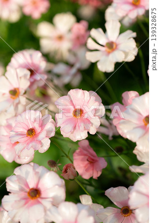 春の花壇に咲くピンクの花　ラナンキュラス　ラックス 139328675