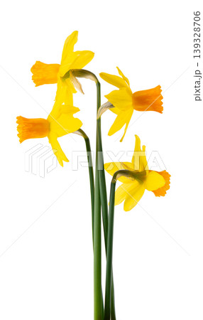 Yellow daffodil flower isolated on white background. Narcissus flower with green stem. Clipping path. Yellow daffodil flower isolated on white background. Narcissus flower with green stem. Clipping path. 139328706