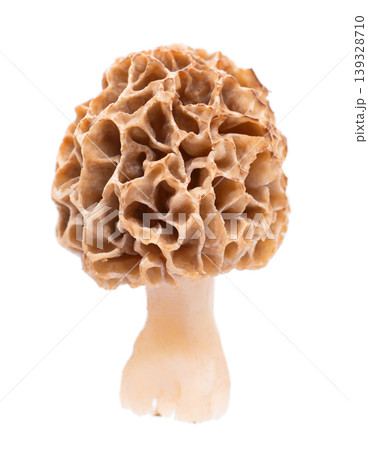 Morel mushroom isolated on white background. Morchella esculenta. Spring edible fungi. Clipping path. Morel mushroom isolated on white background. Morchella esculenta. Spring edible fungi. Clipping path. 139328710