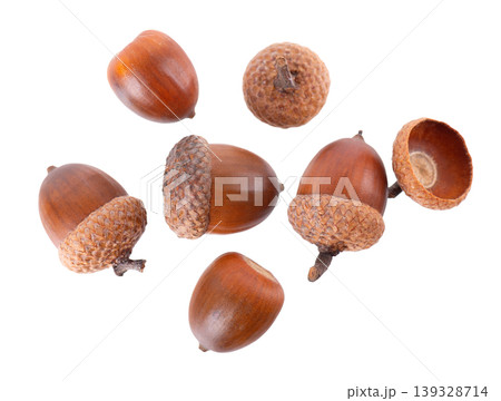 Acorn oak isolated on white background. Ripe brown acorn. Clipping path. Top view. 139328714