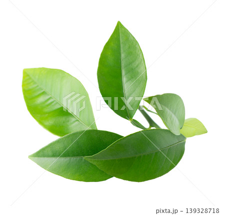 Green citrus leaves isolated on white background. Fresh lemon leaves branch. Clipping path. Green citrus leaves isolated on white background. Fresh lemon leaves branch. Clipping path. 139328718