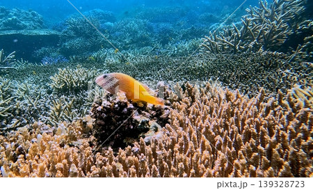 Candid wildlife sighting of a freckled hawkfish (paracirrhites forsteri) that rests among vibrant coral reefs in a clear ocean setting. Dauin, Philippines Candid wildlife sighting of a freckled hawkfish (paracirrhites forsteri) that rests among vibrant coral reefs in a clear ocean setting. Dauin, Philippines 139328723