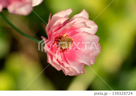 ピンクの花 ラナンキュラス ラックス ピンクの花 ラナンキュラス ラックス 139328724