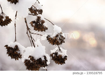 Tree branches in the snow. Winter landscape. Tree branches in the snow. Winter landscape. 139328795