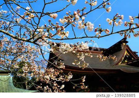 春・桜咲く頃… 塩竈みなと祭の出発点【鹽竈神社】 139328805