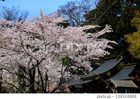 春・桜咲く頃… 塩竈みなと祭の出発点【鹽竈神社】 139328808