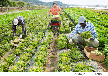 Farm workers picking organic green lettuce in field Farm workers picking organic green lettuce in field 139328858