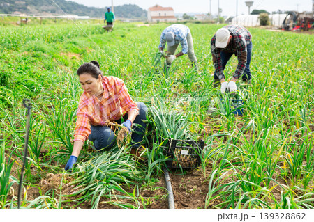 Multiethnic team of farmers picking spring garlic Multiethnic team of farmers picking spring garlic 139328862