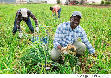 Portrait of male farmer picking spring garlic 139328869