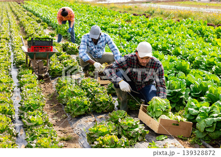Three gardeners harvesting lettuce on field 139328872