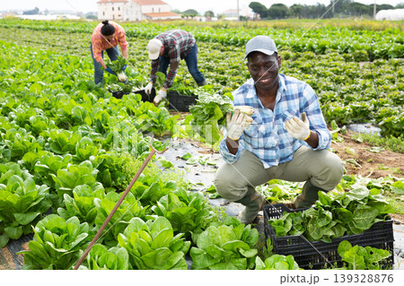 Positive man farmer picking chard on field Positive man farmer picking chard on field 139328876