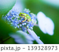 ガクアジサイの花の上に一匹のアマガエル ガクアジサイの花の上に一匹のアマガエル 139328973