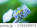 ガクアジサイの花の上に一匹のアマガエル ガクアジサイの花の上に一匹のアマガエル 139328974