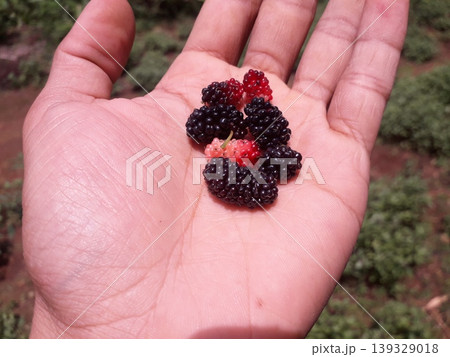 Fresh Ripe and Unripe Mulberries on Human Palm 139329018