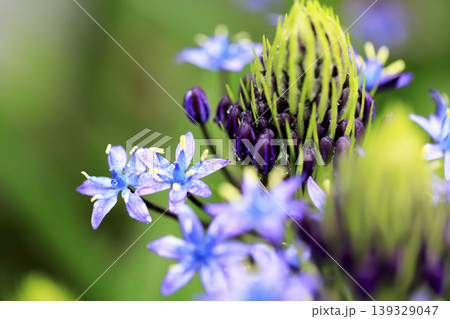 雨に濡れたシラーぺルビアナ(オオツルボ)の花 雨に濡れたシラーぺルビアナ(オオツルボ)の花 139329047